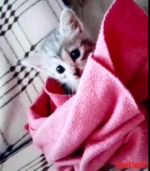 American Shorthair, Kedi  Pudra fotoğrafı