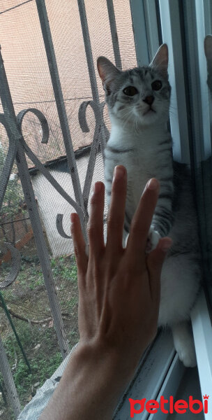 American Shorthair, Kedi  Pudra fotoğrafı