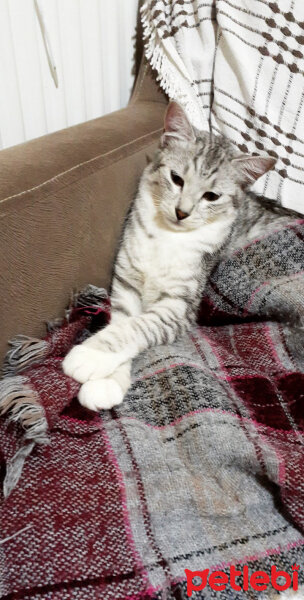 American Shorthair, Kedi  Pudra fotoğrafı