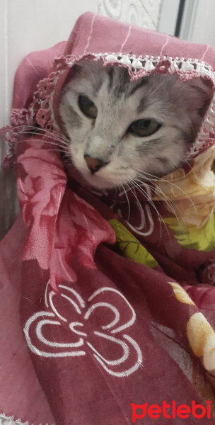 American Shorthair, Kedi  Pudra fotoğrafı