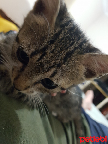 Tekir Kedi, Kedi  Carlos fotoğrafı