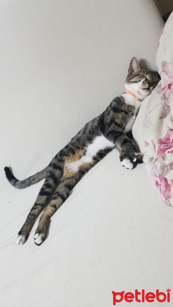 Tekir Kedi, Kedi  Carlos fotoğrafı