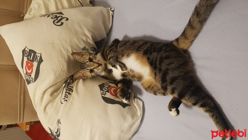 Tekir Kedi, Kedi  Carlos fotoğrafı