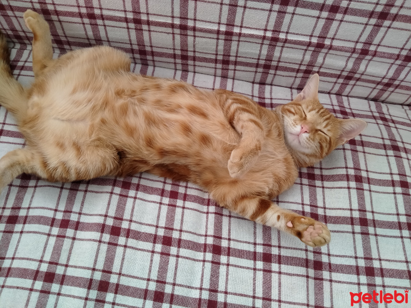 Sarman, Kedi  Behlül fotoğrafı