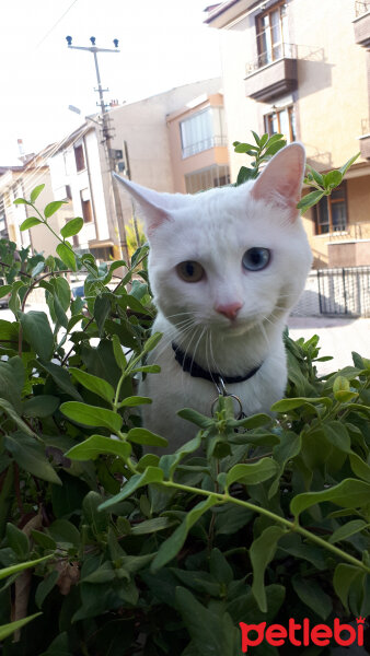 Van Kedisi, Kedi  Merkür fotoğrafı