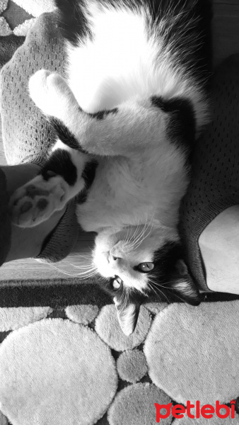 Tekir Kedi, Kedi  Alalı fotoğrafı