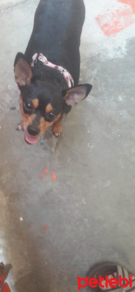Chihuahua, Köpek  Çitos fotoğrafı