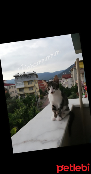 Tekir Kedi, Kedi  Paşa fotoğrafı