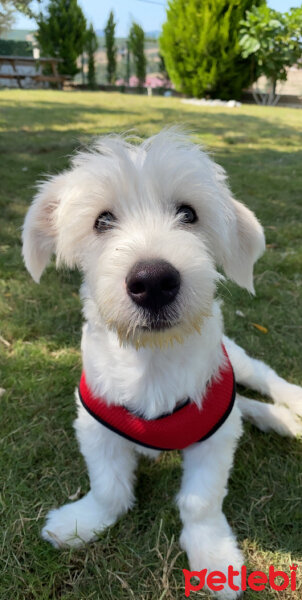 Maltese, Köpek  Ares fotoğrafı