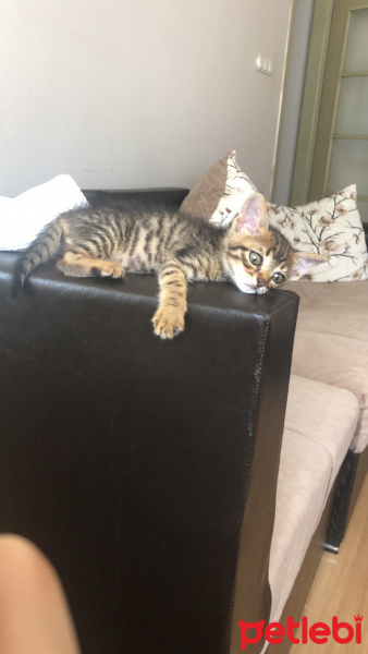 Tekir Kedi, Kedi  Jack fotoğrafı