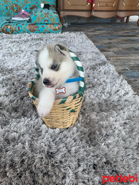 Sibirya Kurdu (Husky), Köpek  Alex fotoğrafı