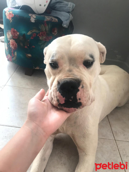 Dogo Arjantin, Köpek  Dogo fotoğrafı