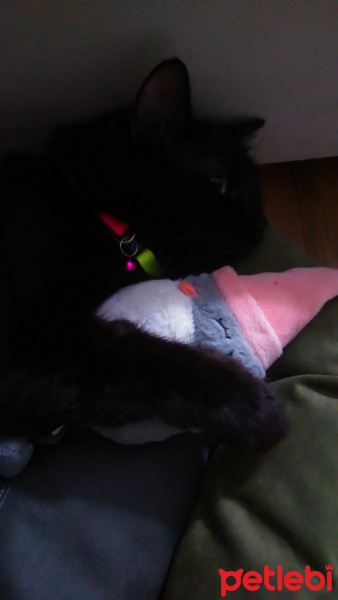 Norwegian Forest, Kedi  Badem fotoğrafı