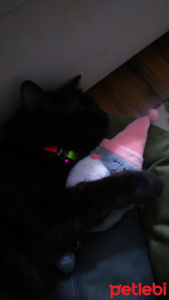 Norwegian Forest, Kedi  Badem fotoğrafı