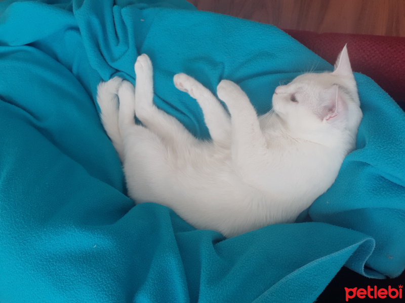 Van Kedisi, Kedi  Bal fotoğrafı
