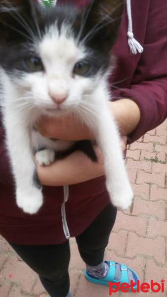 Tuxedo (Smokin) Kedi, Kedi  Theodor (Teo) fotoğrafı