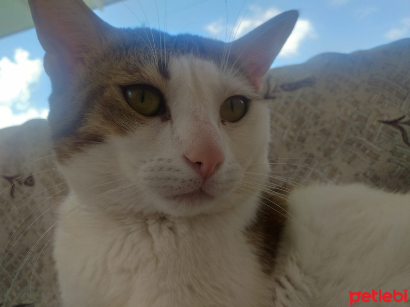 Tekir Kedi, Kedi  Efe fotoğrafı