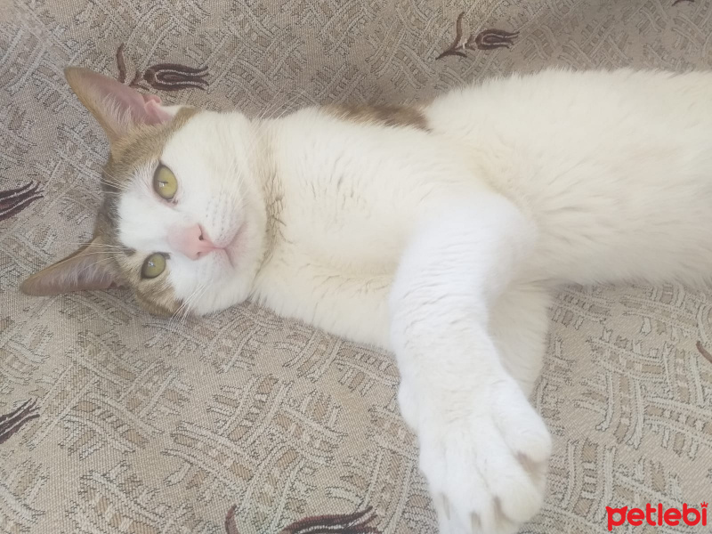 Tekir Kedi, Kedi  Efe fotoğrafı