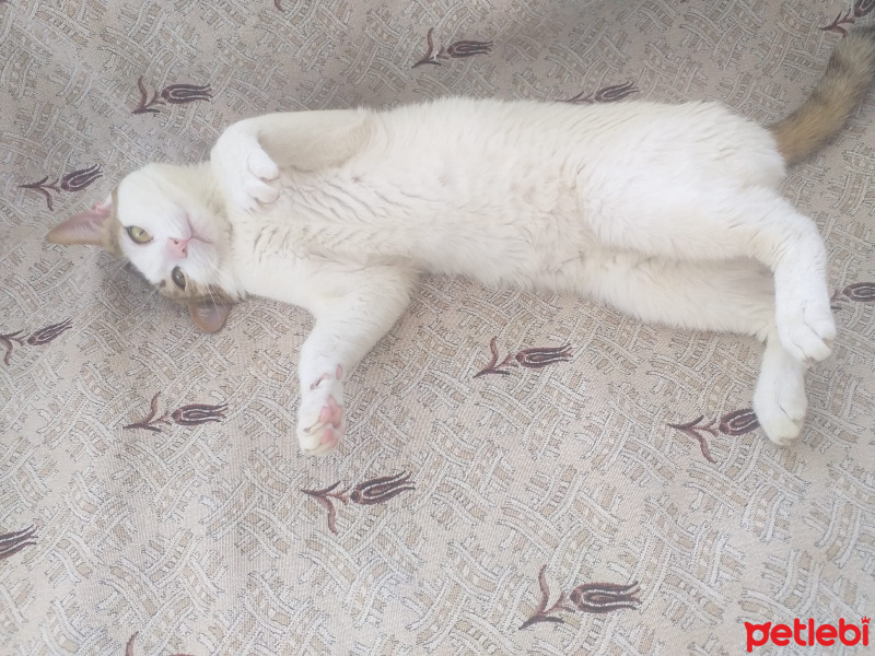 Tekir Kedi, Kedi  Efe fotoğrafı