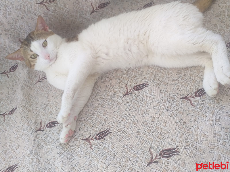 Tekir Kedi, Kedi  Efe fotoğrafı