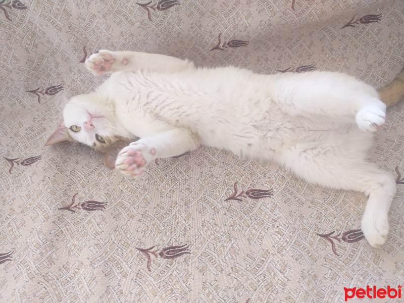 Tekir Kedi, Kedi  Efe fotoğrafı