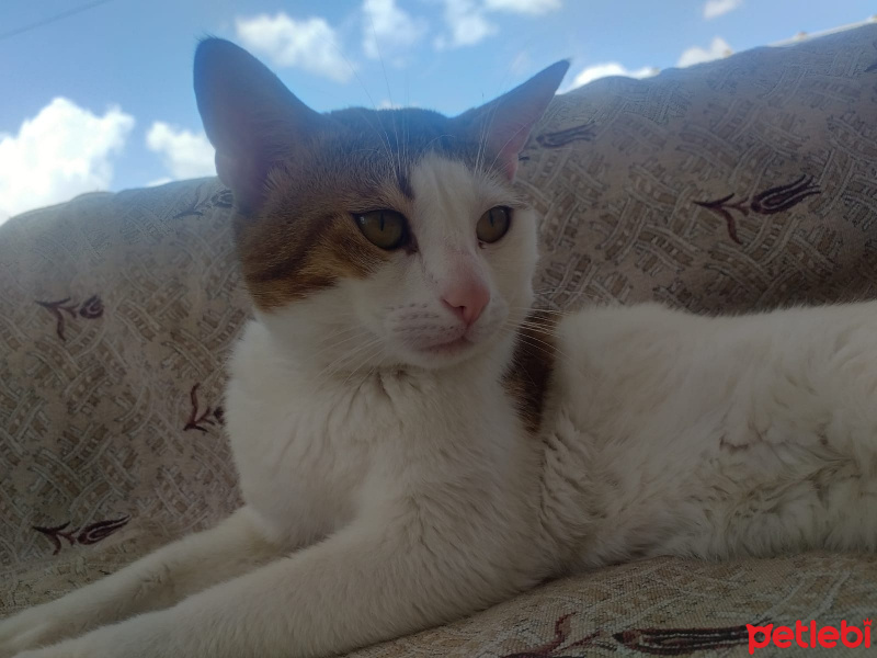 Tekir Kedi, Kedi  Efe fotoğrafı