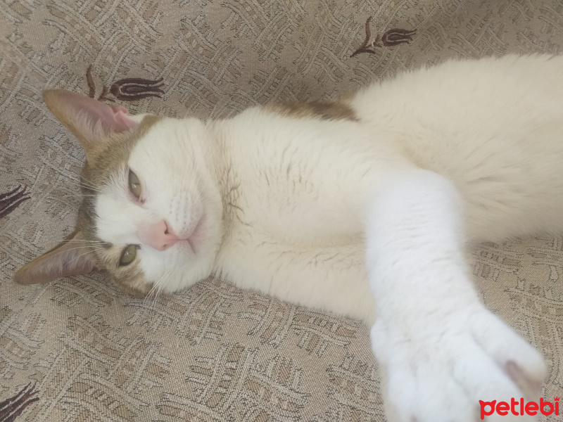 Tekir Kedi, Kedi  Efe fotoğrafı