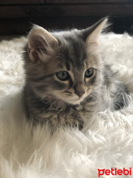 Soke, Kedi  Pon pon fotoğrafı