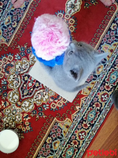 British Shorthair, Kedi  Şemsi fotoğrafı