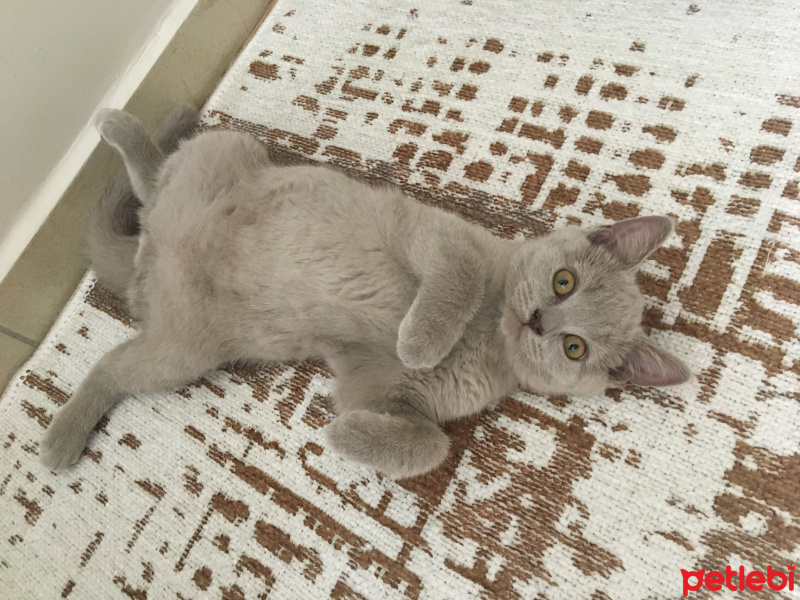 British Shorthair, Kedi  Behlül fotoğrafı