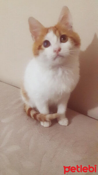 Tekir Kedi, Kedi  karamel fotoğrafı