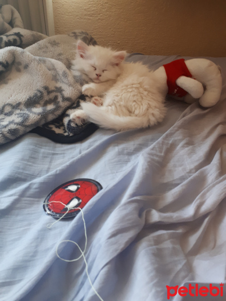 İran Kedisi (Persian), Kedi  Fişek fotoğrafı