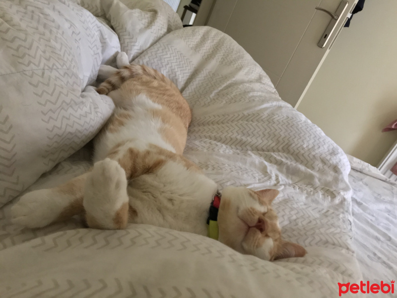 Sarman, Kedi  Tarçın fotoğrafı