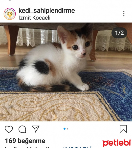 Tekir Kedi, Kedi  Bella fotoğrafı