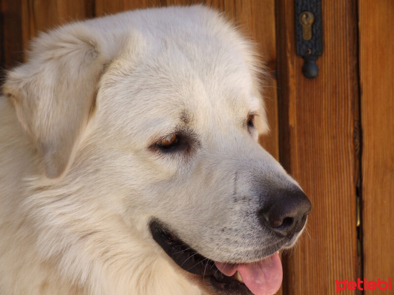 Akbaş, Köpek  Kutup fotoğrafı