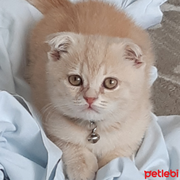 Scottish Fold, Kedi  Latte fotoğrafı