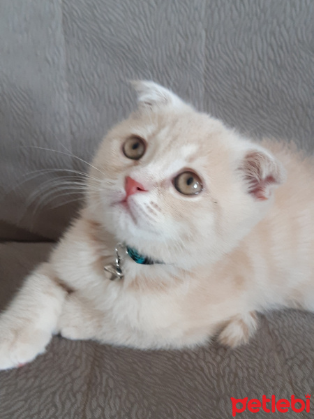 Scottish Fold, Kedi  Latte fotoğrafı