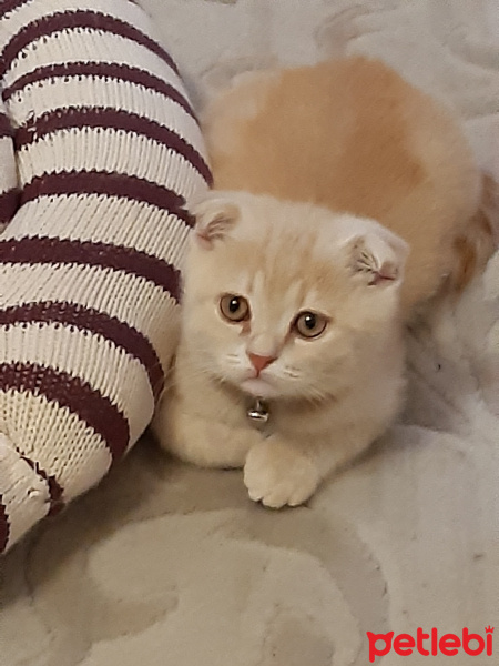 Scottish Fold, Kedi  Latte fotoğrafı