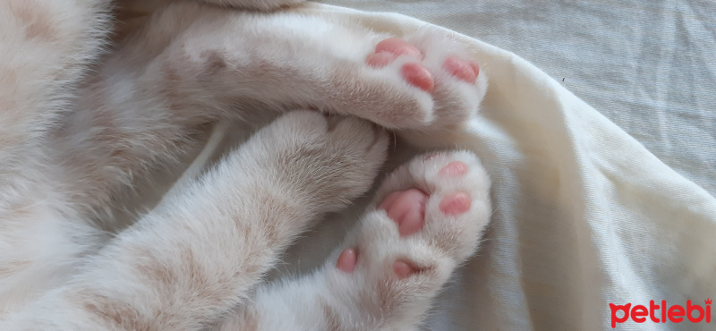 Scottish Fold, Kedi  Latte fotoğrafı