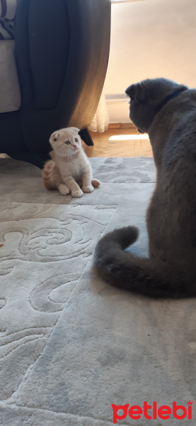 Scottish Fold, Kedi  Latte fotoğrafı