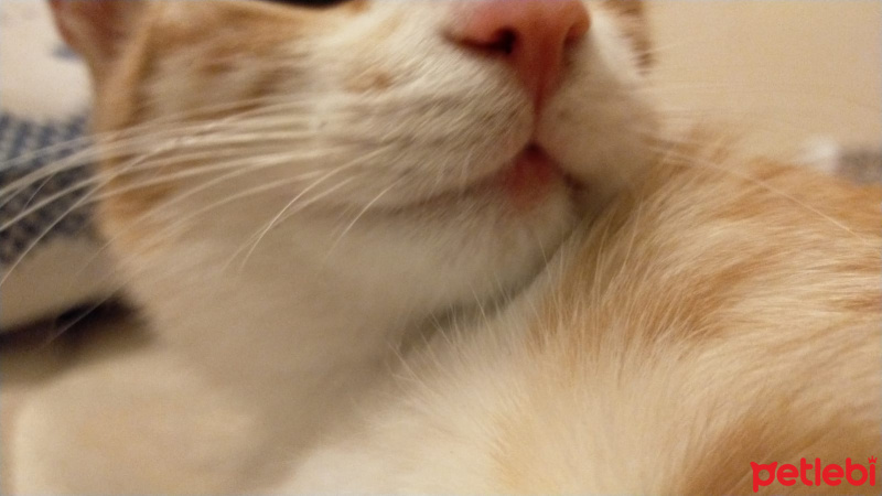 Sarman, Kedi  Mihayloviç fotoğrafı