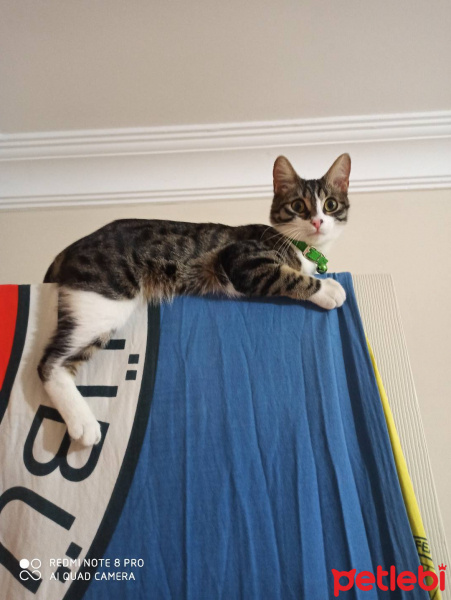 Tekir Kedi, Kedi  Loki fotoğrafı