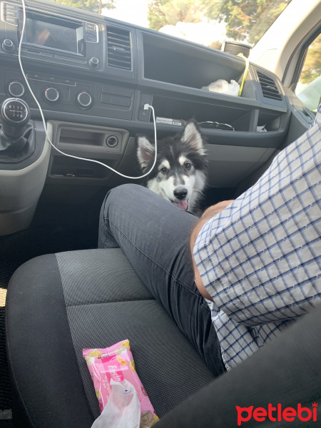 Sibirya Kurdu (Husky), Köpek  Hira fotoğrafı