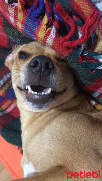 Sokö (Sokak Köpeği), Köpek  Paki fotoğrafı