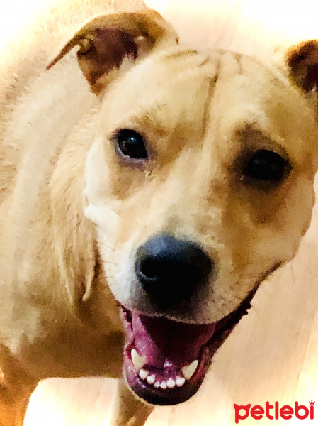 Sokö (Sokak Köpeği), Köpek  Paki fotoğrafı