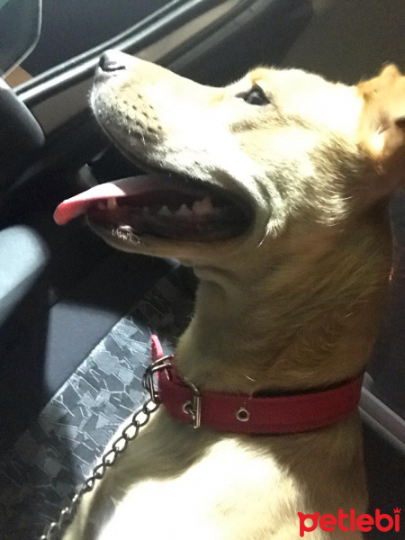 Sokö (Sokak Köpeği), Köpek  Paki fotoğrafı