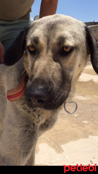 Kangal, Köpek  Zeyna fotoğrafı