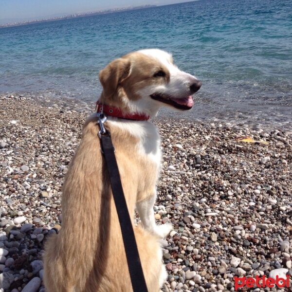 Golden Retriever, Köpek  dino fotoğrafı