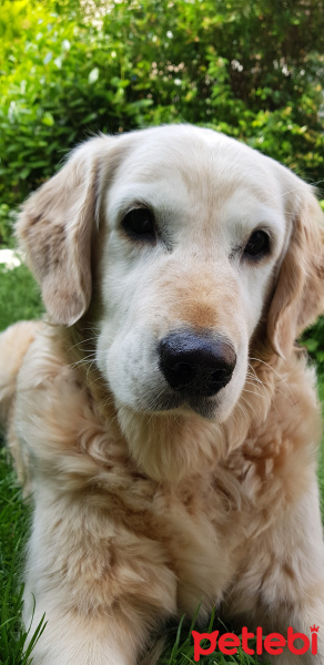 Golden Retriever, Köpek  Waffle fotoğrafı