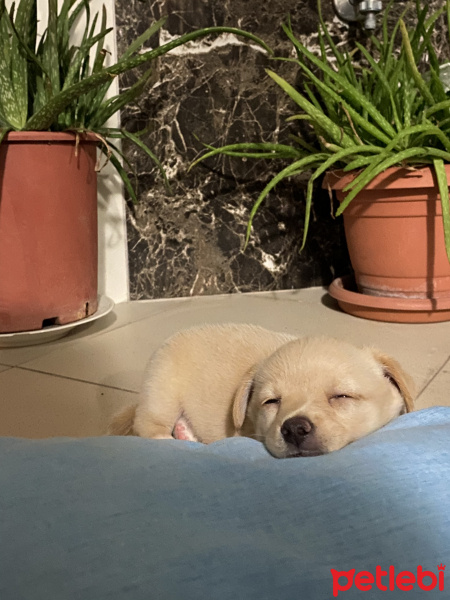 Chihuahua, Köpek  Sisi fotoğrafı